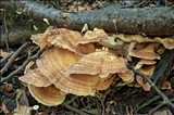 Meripilus giganteus image