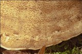 Meripilus giganteus image