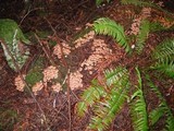 Gymnopus acervatus image