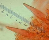 Pluteus petasatus image