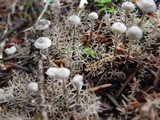 Dendrocollybia racemosa image