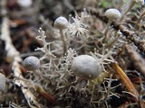 Dendrocollybia racemosa image