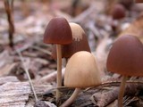 Parasola conopilea image
