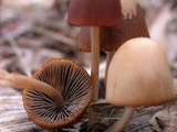 Parasola conopilea image