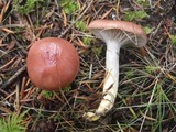 Gomphidius subroseus image