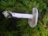 Amanita silvicola image