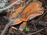 Lactarius rubrilacteus image
