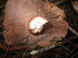 Lactarius rubrilacteus image