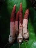 Mutinus bambusinus image