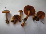 Cortinarius croceifolius image