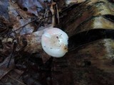 Russula betularum image