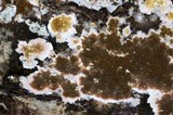 Serpula himantioides image
