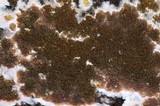 Serpula himantioides image