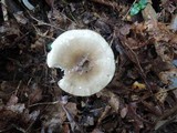 Hygrophorus agathosmus image