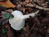 Hygrophorus agathosmus image