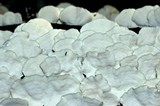 Trametes pubescens image