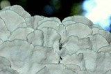 Trametes pubescens image