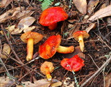 Hygrocybe punicea image