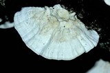 Trametes pubescens image