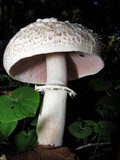 Agaricus moelleri image