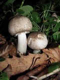 Agaricus moelleri image