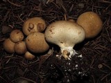 Scleroderma areolatum image