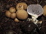 Scleroderma areolatum image