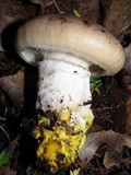 Gomphidius oregonensis image