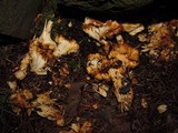 Cantharellus formosus image