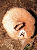 Gymnopus peronatus image