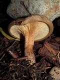 Paxillus involutus image