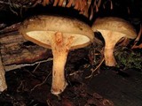 Paxillus involutus image