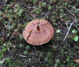 Suillus lakei image