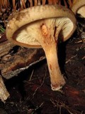 Paxillus involutus image