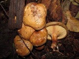 Paxillus involutus image