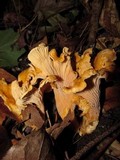 Cantharellus formosus image