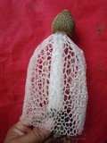Phallus indusiatus image