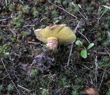 Suillus lakei image