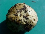 Truncocolumella citrina image