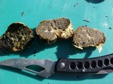 Truncocolumella citrina image