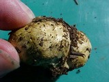 Truncocolumella citrina image