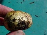 Truncocolumella citrina image