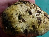 Truncocolumella citrina image