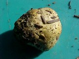 Truncocolumella citrina image