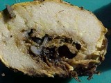 Truncocolumella citrina image