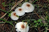 Lepiota cristata image