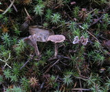 Thelephora terrestris image