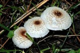 Lepiota cristata image