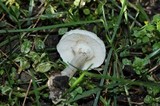 Lepiota cristata image