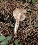 Tricholoma imbricatum image